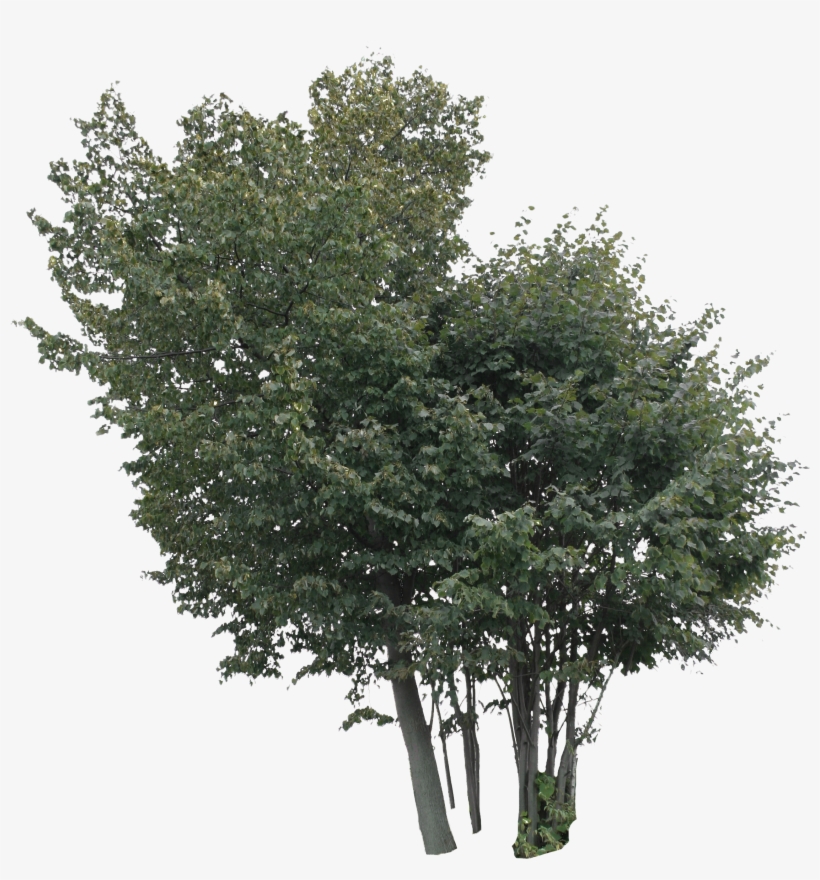 2d Trees - Linden Png, transparent png #366874