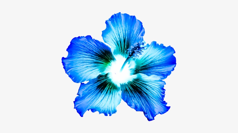 Bleed Area May Not Be Visible - Blue Hibiscus, transparent png #366950