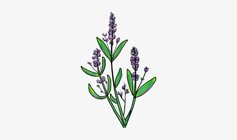 Lavender, transparent png #367435