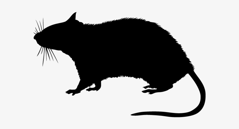 Rats In Minnesota Homes And Offices - Silhouette Of A Rat, transparent png #367606