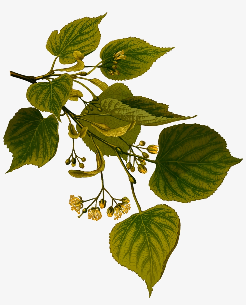 Lime Tree Clip Royalty Free Download - Introduction To Medicinal Plants [book], transparent png #367723