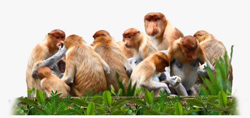 Proboscis Monkeys Are Not A Territorial Species And - Group Of Big Nose Monkeys, transparent png #368097