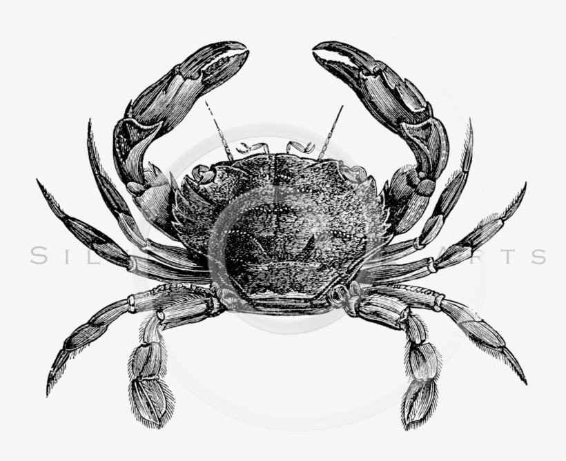 Sea Life Drawing Vintage, transparent png #368584