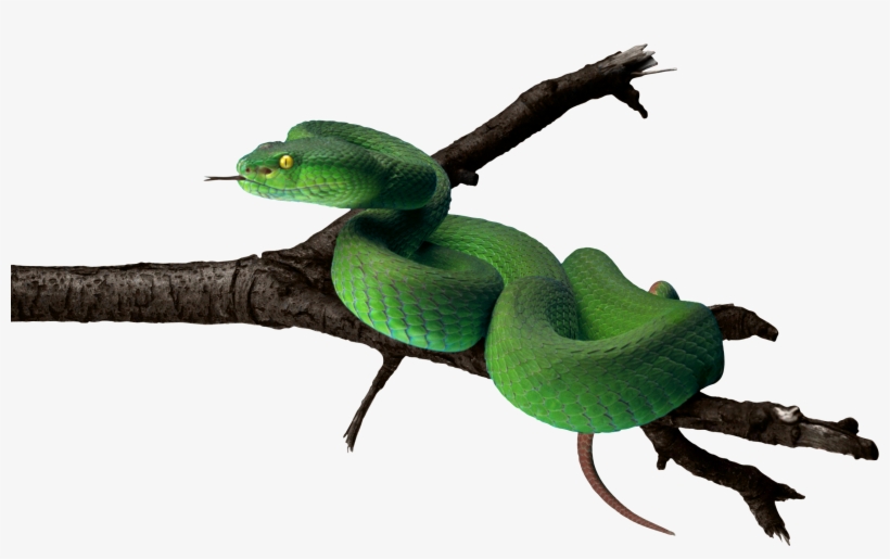 Tree Snake Clipart Snake Tongue - Tree Snake Png, transparent png #369016