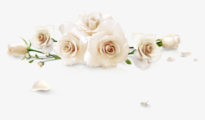 Spilled White Roses - Flower, transparent png #369606
