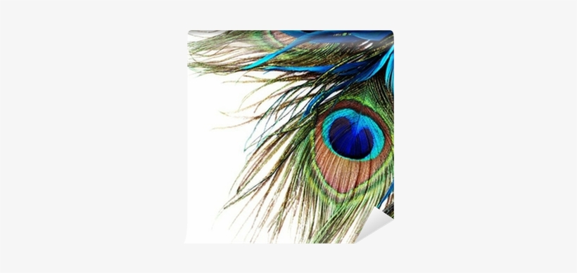 Peacock Feather Wall Mural • Pixers® • We Live To Change - Transparent Background Peacock Feather Png, transparent png #369803