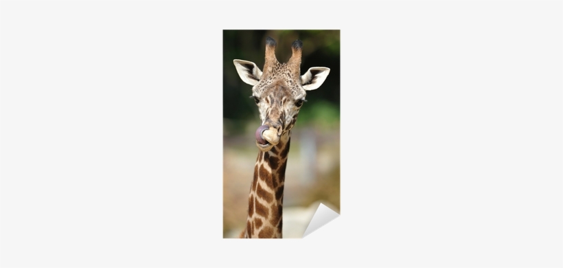 African Reticulated Giraffe Showing Long Tongue By - Reticulated Giraffe, transparent png #3600575
