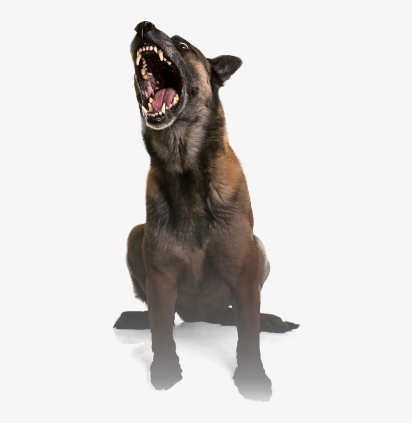 Rooney - Attack Dog Png, transparent png #3604435