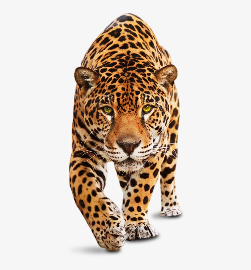 Sometimes It Just Feels Like A Drop In The Ocean - Leopardo Png, transparent png #3604646