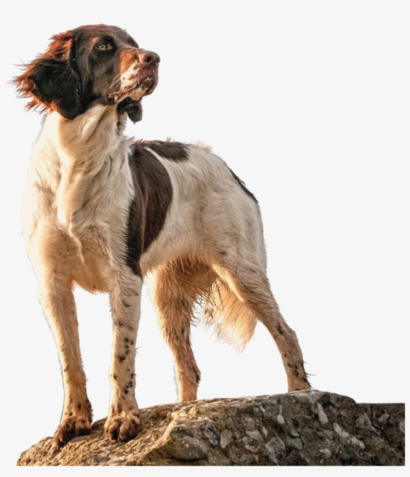 Hunting Dog Png, transparent png #3605570