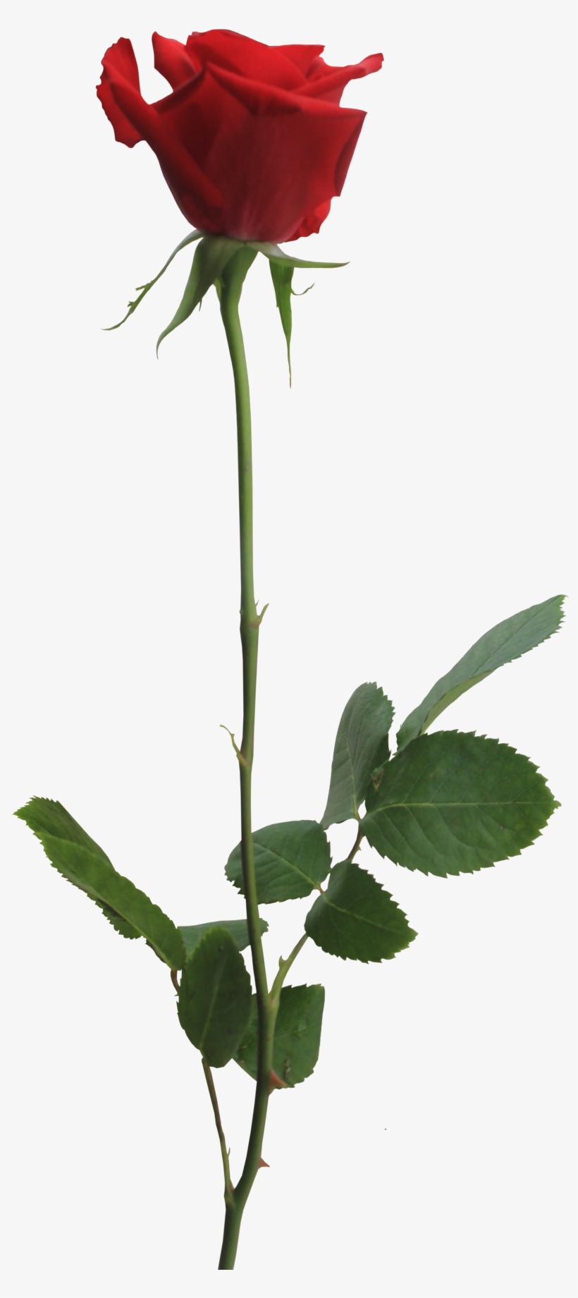 Wide - Rose Png, transparent png #3606860