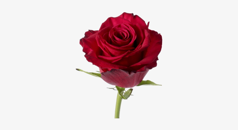 Roseberry Rose Flower Guy - Rose Roseberry Hot Pink, transparent png #3607019
