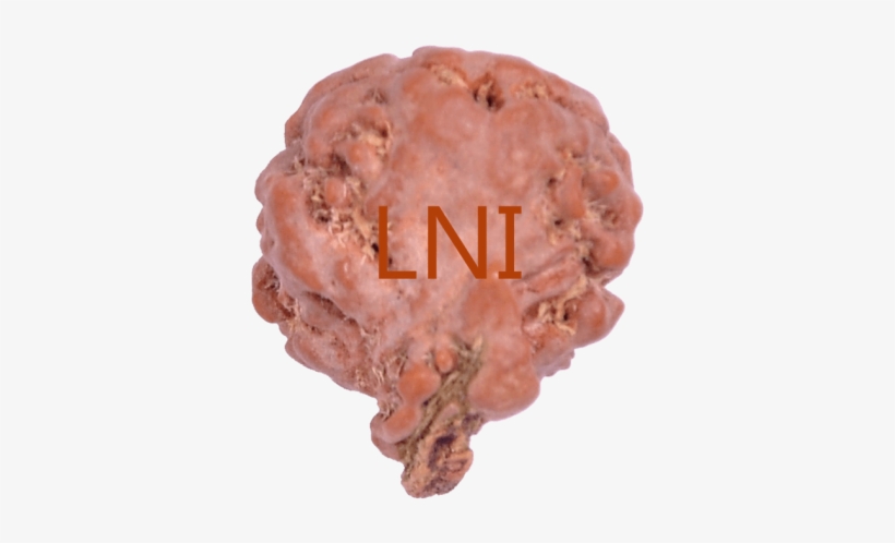 2 Mukhi Ganesha Rudraksha Size - Kielbasa, transparent png #3607759