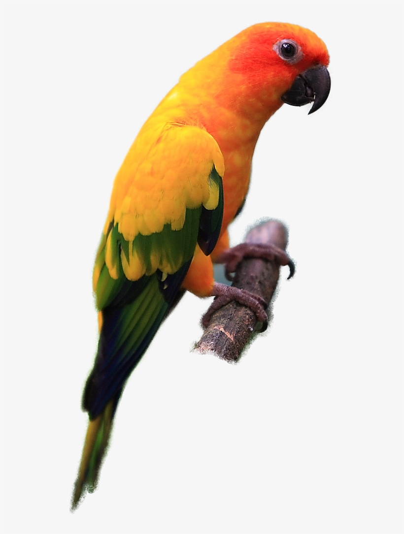 Parrot Clipart Sun Conure - Sun Conure Bird Png, transparent png #3608861