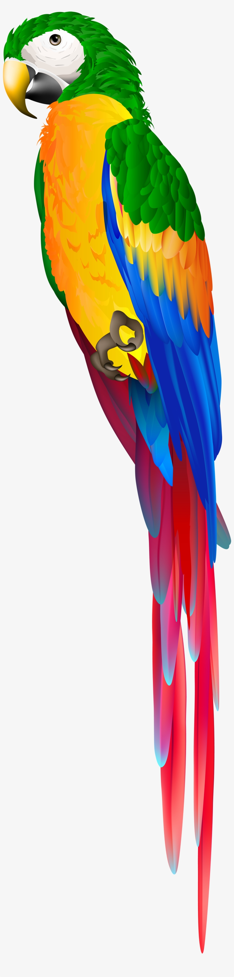 Red Parrot Png, transparent png #3609113