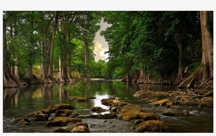 Score 50% - Forest Ecosystems: Forest Function And Management, transparent png #3609360