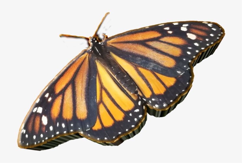 Sticker Custom3d 3d Butterfly @jws33 😀🙋 - H And S, transparent png #3611416