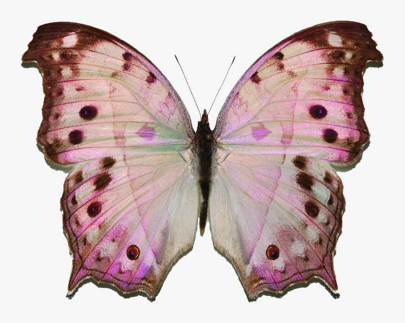 Forest Mother Of Pearl Butterfly, transparent png #3611481