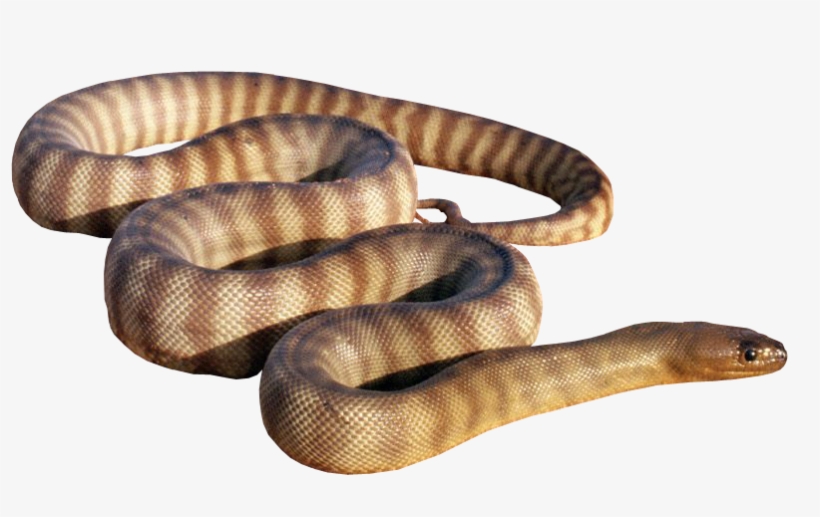 Liked Like Share - Abound: How To Be Effective & Fruitful In M, transparent png #3612698