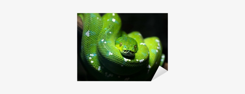 Green Tree Python, transparent png #3612906
