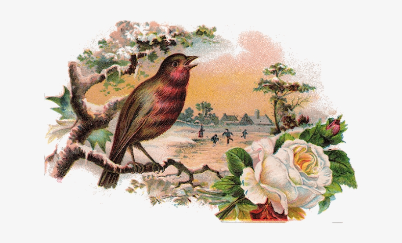 1abirdcard001 - White Rose And Bird Love Story, transparent png #3613017