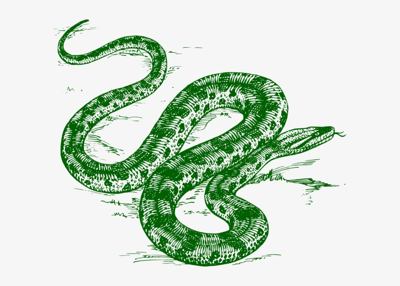 Green Anaconda Drawing, transparent png #3613239