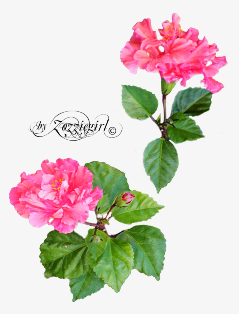 For Mobile Dorothy Ferguson - Wallpaper, transparent png #3613592