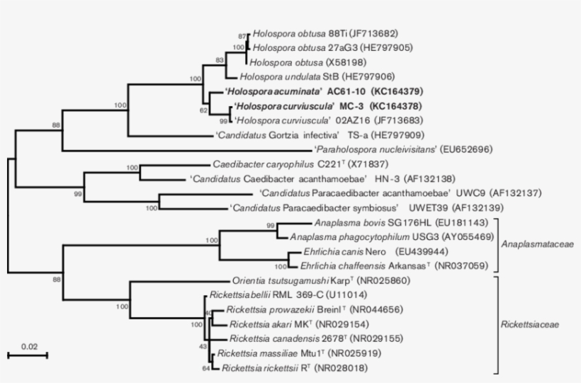 Maximum-likelihood Phylogenetic Tree Based On The 16s - Document, transparent png #3614316