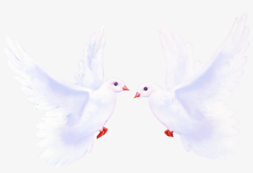 Pigeon Png - Голуби Клипарт, transparent png #3614631