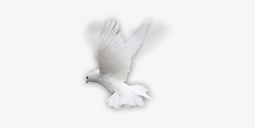 Rock Dove, transparent png #3614751