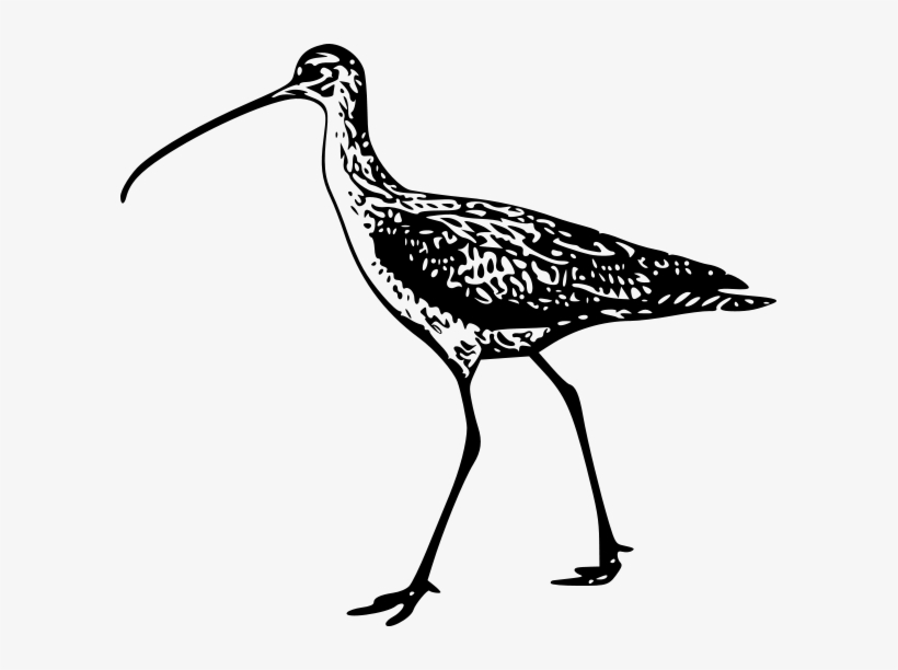 Long Billed Curlew 1 Clipart Png - Long Billed Curlew Drawing, transparent png #3615484