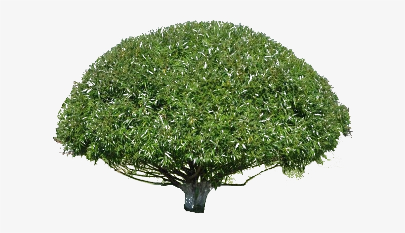 Photoshop - Willow, transparent png #3615562
