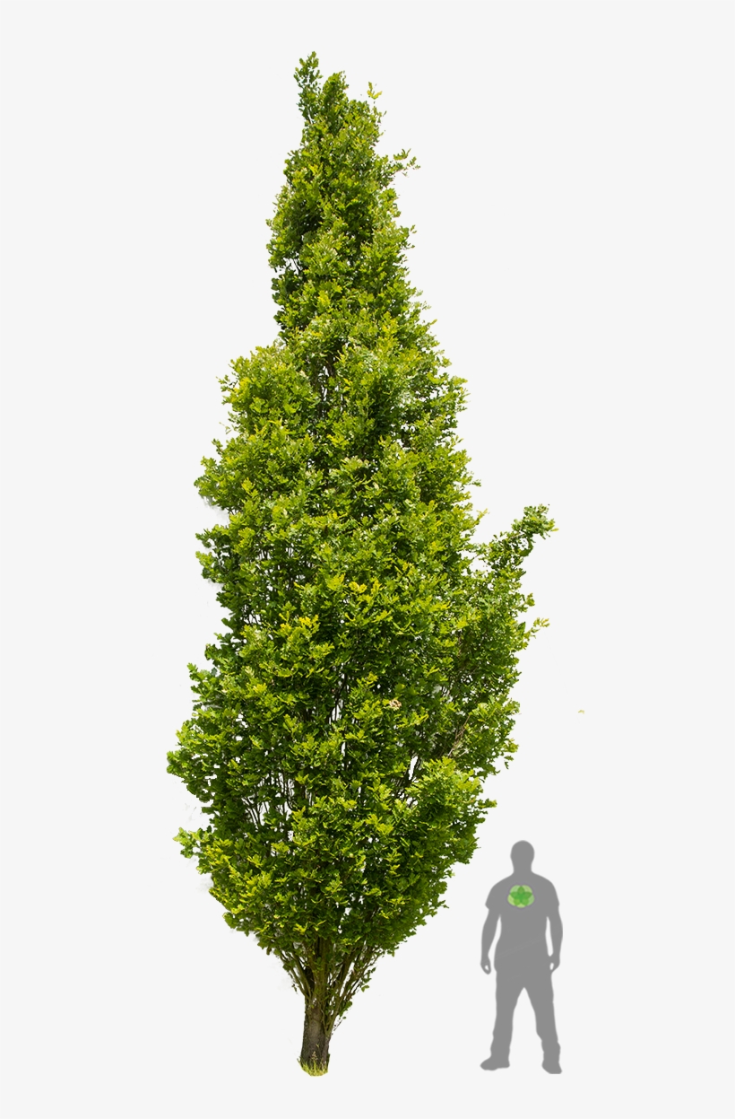 Quercus Robur Fastigiata 'koster' - Quercus Robur Fastigiata Png, transparent png #3615621