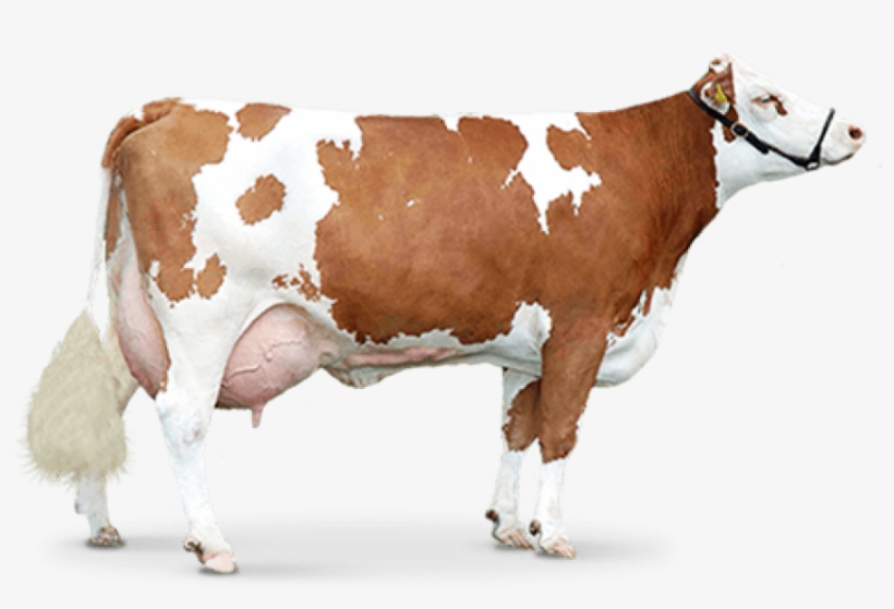Free Png Cow Png Images Transparent - Cow Png, transparent png #3615915