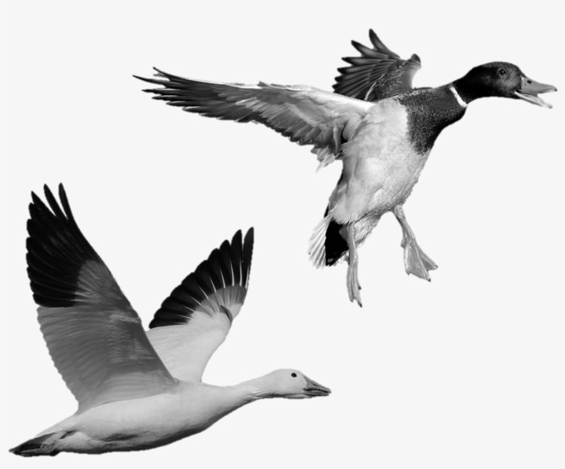 Stone Statues Of A Flying Goose And A Flying Duck - Mallard, transparent png #3618177