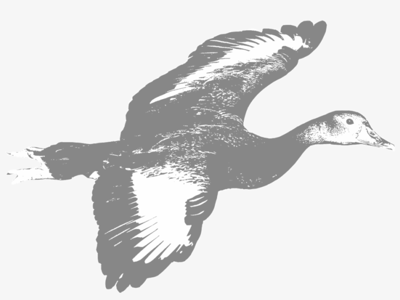 Whistling-duck - Duck, transparent png #3618463