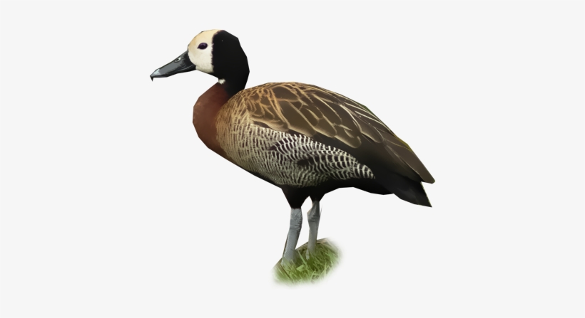 White Faced Whistling Duck, transparent png #3618465