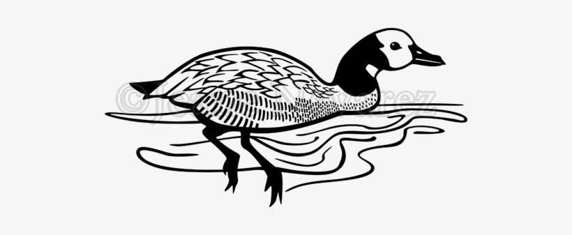 White-faced Whistling Duck - Duck, transparent png #3618561