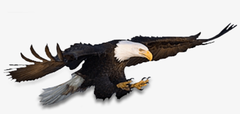 Free Png Eagle Png Images Transparent - Eagle, transparent png #3619093