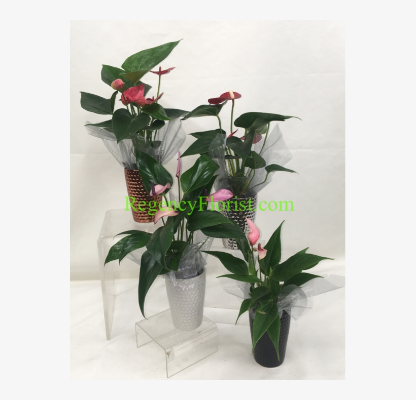 More Views - Regency Florists, transparent png #3619400