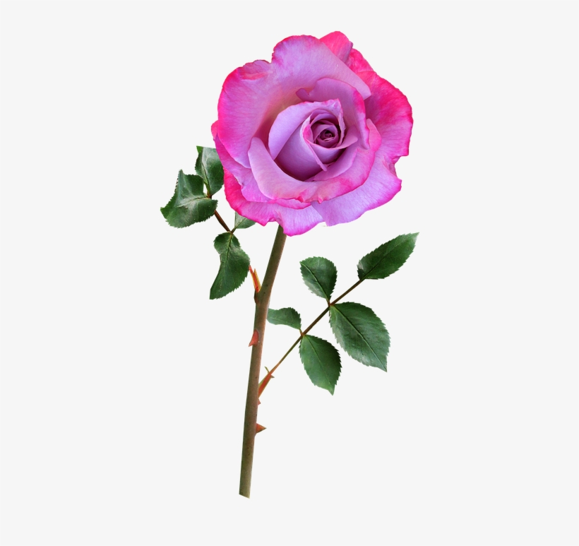 Free Photo Rose Flower Plant Pink Bloom - Rosa Lilas Png, transparent png #3620377