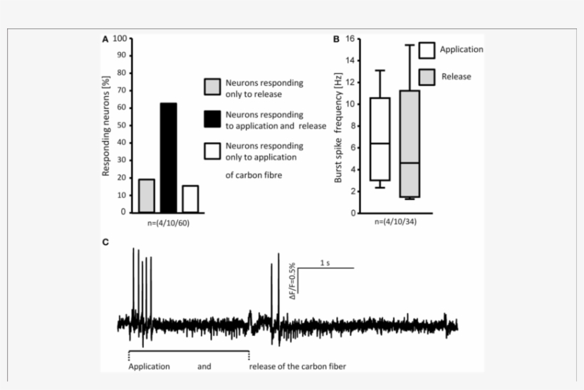 Loading And Unloading The Von Frey Hair Evoked Responses - Diagram, transparent png #3620539