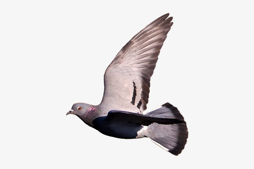 We Also Know That Wild-type Has Oil Gland Above The - Pigeons Flying No Background, transparent png #3620734