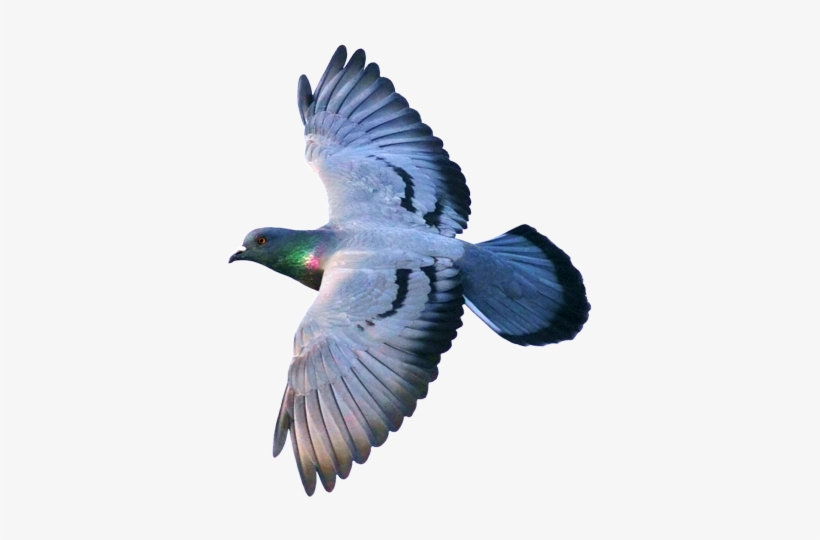 Columbaliviaflying2 - Mutation, transparent png #3620902