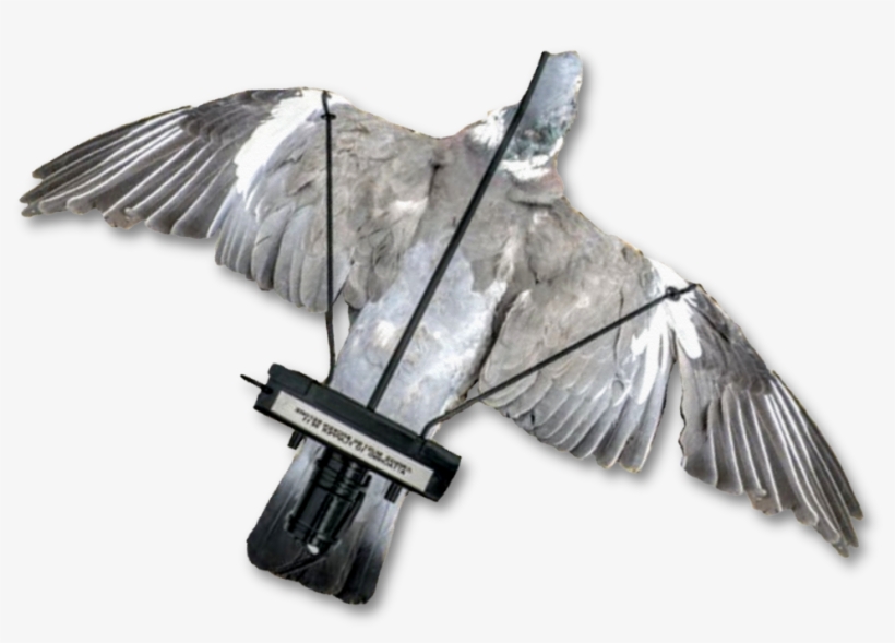 Image Of A Dead Pigeon Mounted Onto The Pigeon Turbo - Pigeons And Doves, transparent png #3620952
