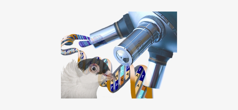 Pigeon Studying, transparent png #3621015