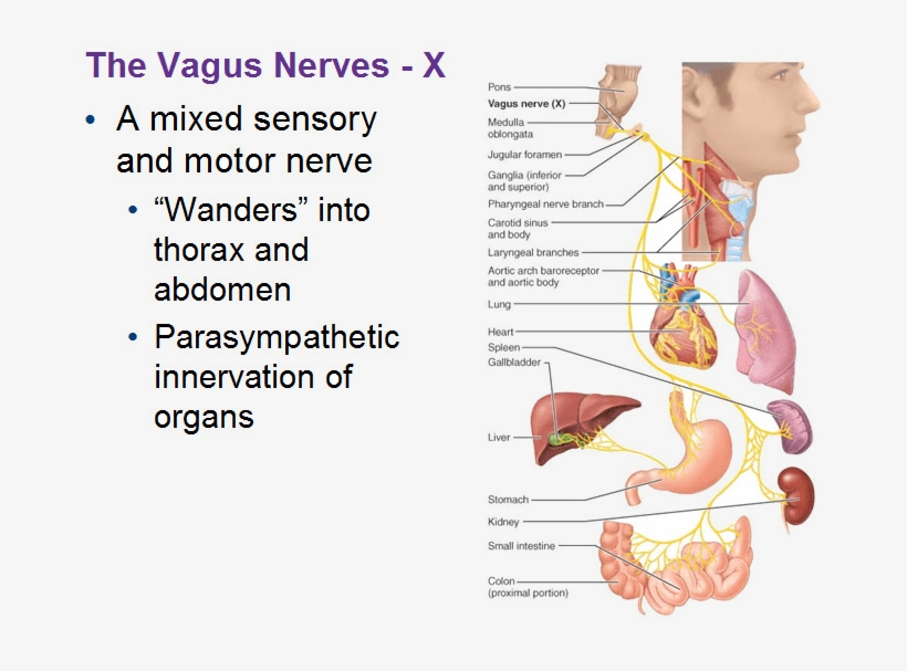 Visceral Supply - Motor Component Of Vagus Nerve, transparent png #3621479