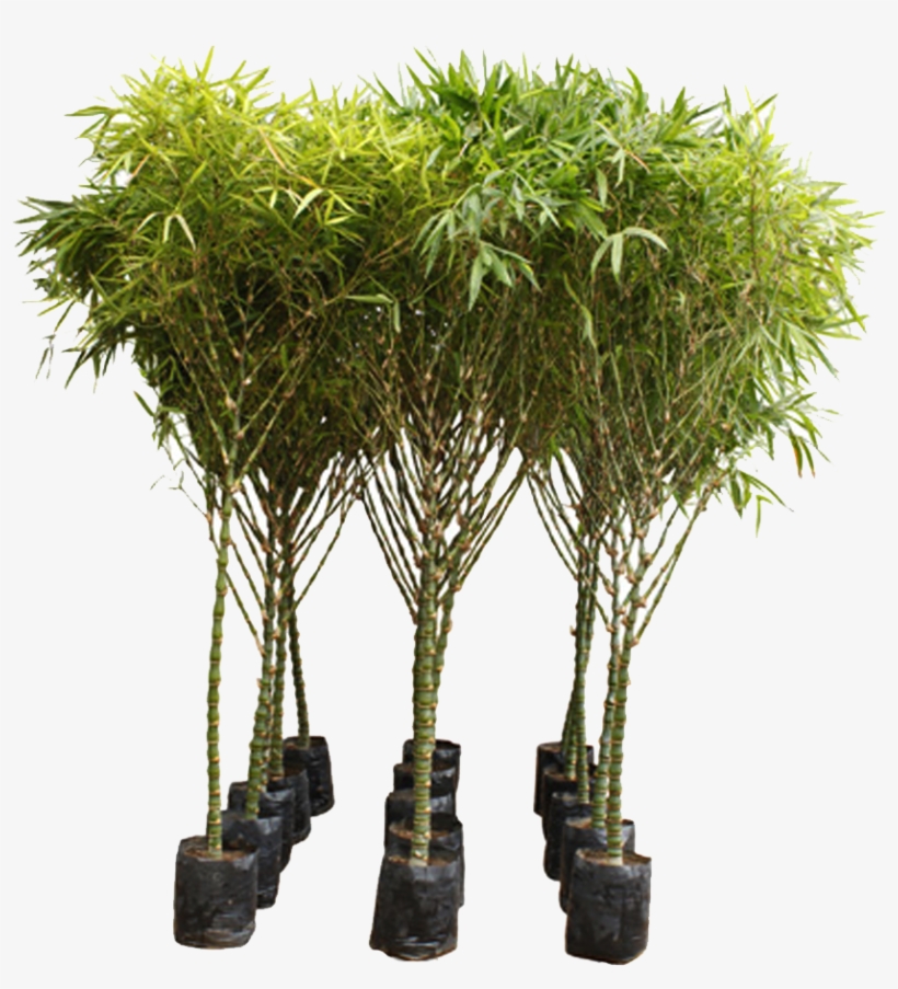 Buddha's Belly Bamboo Bambusa Ventricosa Buy Online - Bambusa Ventricosa, transparent png #3622564
