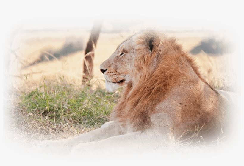 Lion-test - Keyring Lion Predator Lying Grass Field 56814, transparent png #3623736