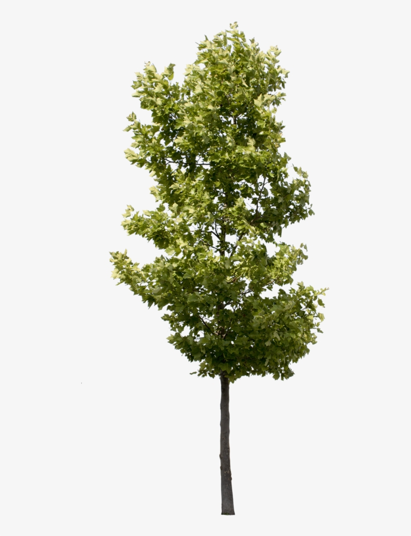 Small 사진 나무, 건축, 조경설계, Photomontage, 사람, - Small Tree Png, transparent png #3624594
